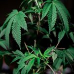 Семена конопли Auto Gorilla Glue feminised от Ganja Seeds image_457.jpg