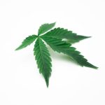 Семена конопли полезные свойства и применение image_464.jpg