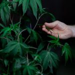 Выращивание конопли: подготовка семян, посадка и уход за посевами image_479.jpg