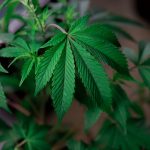 Семена конопли Hindu Kush x White Russian feminised от Ganja Seeds image_486.jpg