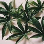 Семена конопли White Russian feminised от Ganja Seeds image_492.jpg