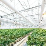 Семена конопли в Кишиневе: использование и приобретение image_509.jpg