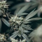 Семена конопли Red Cherry Berry feminised от Barneys Farm image_515.jpg