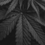 Сбор семян конопли image_525.jpg