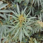 Эффективность прикормок из семян конопли в рыболовстве image_532.jpg