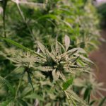 Различия семян конопли и их применение image_533.jpg