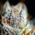 Семена конопли Blueberry feminised от Trikoma Seeds image_534.jpg