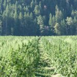 Где купить семена марихуаны и роль форумов в этом процессе image_547.jpg