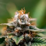 Подготовка семян конопли для прикормки image_557.jpg