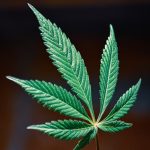 Семена конопли Golden Lemons feminised DNA Genetics image_559.jpg