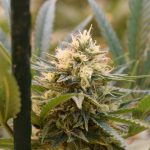 Семена конопли Kiss Queso feminised от Kannabia Seeds images107.jpg