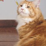 Приобретение семян конопли с доставкой: подробная информация и рекомендации images121.jpg