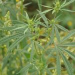 Семена конопли Auto Jet 47 feminised от Ganja Seeds images126.jpg