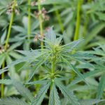 Семена конопли Jamaican Orange Skunk feminised от Ganja Seeds images14.jpg