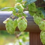 Замачивание и проращивание семян конопли для повышения питательной ценности images143.jpg