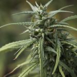 Полезные свойства и способы приготовления семян конопли images146.jpg