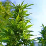 Покупка семян конопли в Тольятти: особенности и преимущества выращивания images166.jpg