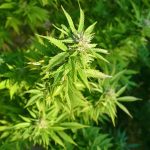 Семена конопли Great White Russian feminised от Ganja Seeds images203.jpg