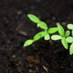 Семена конопли Point of No Return x Lowryder regular от Ganja Seeds images230.jpg