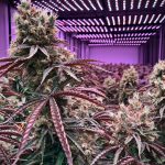 Где купить семена индийской конопли images260.jpg