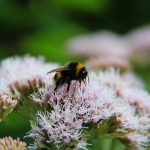 Crystal Семена Конопли Особенности и Преимущества Выращивания images268.jpg