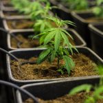 Семена конопли Buddha Morpheus feminised от Buddha Seeds images310.jpg