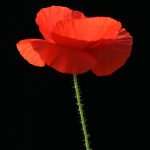 Лучшие сайты продажи семян конопли images315.jpg