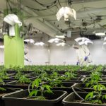 Законность покупки семян марихуаны images316.jpg