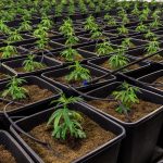 Доставка семян конопли курьером: особенности и преимущества images317.jpg