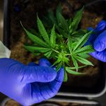 Семена Конопли в Челябинске Питательные Свойства и Способы Использования images319.jpg