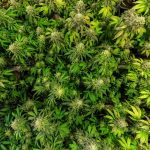 Сорт конопли Critical Kush feminised от Royal Queen Seeds images337.jpg