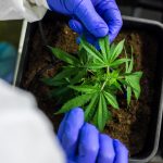 Семена конопли полезные свойства и применение images351.jpg