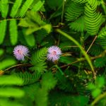 Цена на семена конопли и факторы влияющие на их стоимость images355.jpg