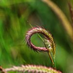 Выращивание и применение семени конопли в Российской Федерации images358.jpg