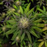 Афганские семена конопли история свойства и применение images359.jpg