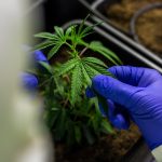 Семена конопли и их основные характеристики images365.jpg