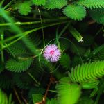 Сорокодневки Семена Конопли Преимущества и Особенности Выращивания images373.jpg