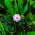 Размер семени конопли и его влияние на урожай images374.jpg