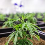 Как правильно сажать семена конопли images375.jpg