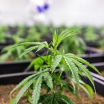 Азиатская конопля: особенности и применение images388.jpg