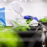 Всхожесть семян конопли images391.jpg