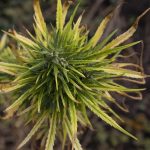 Где купить семена конопли в Алматы и как их использовать images40.jpg