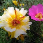 Семена конопли Kaya Gold feminised от Nirvana Seeds images400.jpg