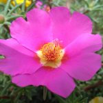 Семена конопли как эффективная наживка для рыбалки images406.jpg