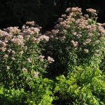 Конопляные семена в Санкт-Петербурге: польза и применение images408.jpg