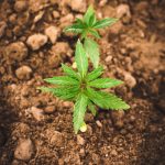 Семена конопли Indoor Mix regular от Nirvana Seeds images409.jpg