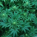 Сорт конопли Auto Big Devil XL от Ganja Seeds images422.jpg