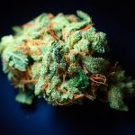 Семена конопли Cream Caramel F1 Fast Version feminised от Sweet Seeds images426.jpg