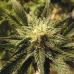 Сорт конопли Auto Northern Lights feminised от Trikoma Seeds images443.jpg