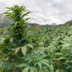 Семяныч - магазин семян конопли и его преимущества images459.jpg